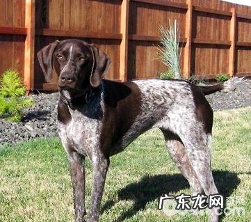 指示犬代表什么意思?为什么叫指示犬?