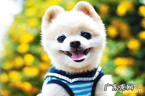 俊介是啥种类的小狗?俊介和博美的差别