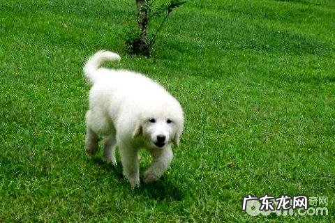 大白熊犬合适家里养吗?养大白熊犬风险吗?