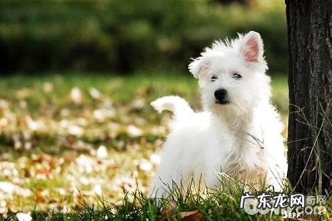 为何西高地非常少人养?养西高地的弊端