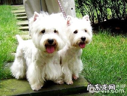 为何西高地非常少人养?养西高地的弊端