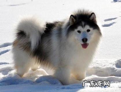 阿拉斯加犬幼狗一直乱进食该怎么办?小狗乱进食