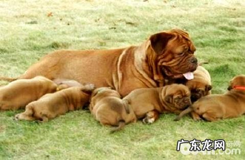 波尔多犬如何?波尔多犬详细介绍