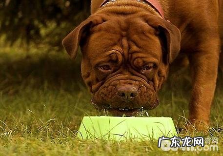 波尔多犬如何?波尔多犬详细介绍