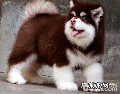 ?阿拉斯加犬好多个月逐渐吃干犬粮??阿拉斯加犬多少逐渐吃成狗粮?