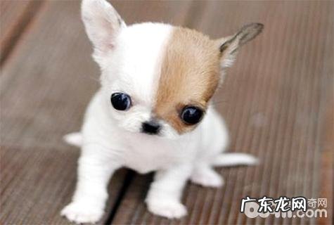 短毛小型犬有什么？家里养小型短毛犬