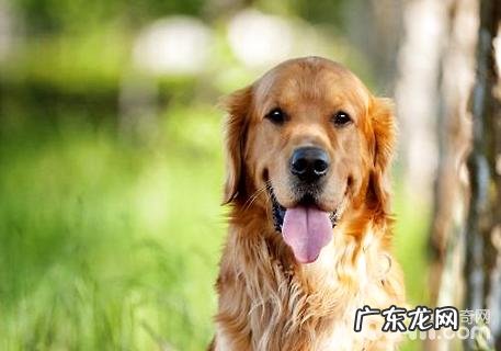 给狗吃牛肝有哪些好处呢?小狗吃太多牛肝会怎么样?