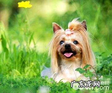 约克夏吃什么狗粮好?约克夏吃什么狗粮