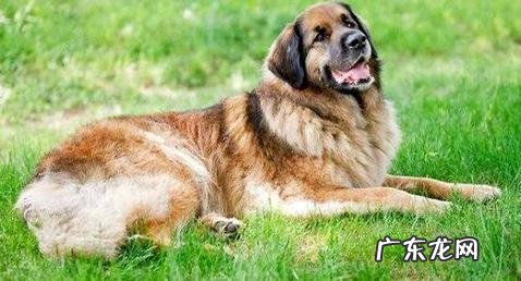 兰赫伯特獒犬如何？兰赫伯特獒犬详细介绍