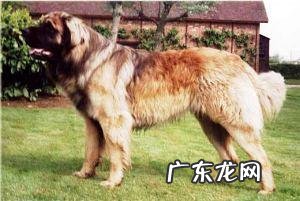 兰赫伯特獒犬如何？兰赫伯特獒犬详细介绍