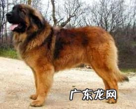 兰赫伯特獒犬如何？兰赫伯特獒犬详细介绍