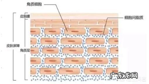 皮肤干燥用什么化妆品好?