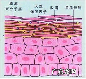 皮肤干燥用什么化妆品好?