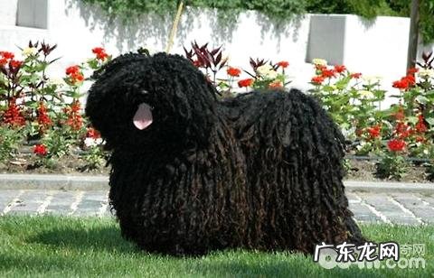 波利犬高智商吗?波利犬聪慧吗?