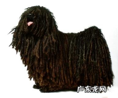 波利犬高智商吗?波利犬聪慧吗?