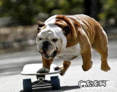 斗牛犬性格如何？斗牛犬性格详细介绍