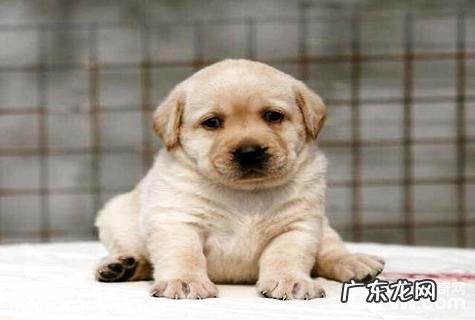 拉布拉多犬多少钱一只？拉布拉多犬价钱