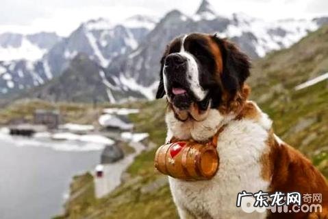 大型宠物犬有什么种类?大中型小宠物狗品种大全