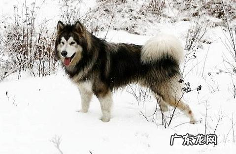 阿拉斯加犬一岁了一天要喂几回才好？