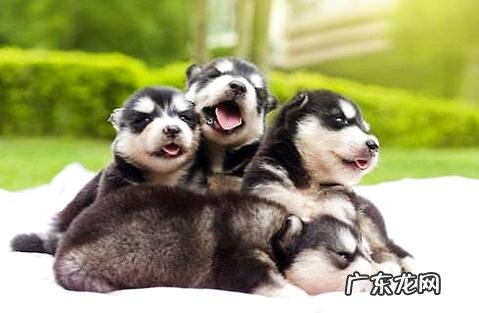 阿拉斯加犬一岁了一天要喂几回才好？