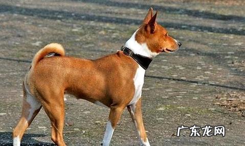 巴仙吉犬怎么养?巴仙吉犬喂养