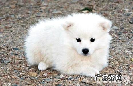 爱斯基摩犬掉毛吗?爱斯基摩犬掉毛有哪些缘故?