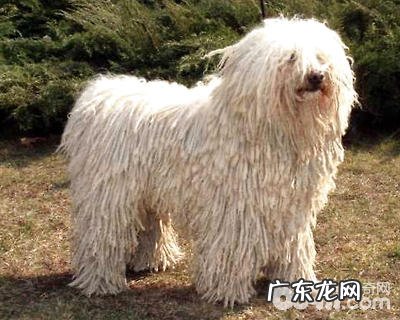 毛巾狗是啥狗?奥地利德牧犬详细介绍