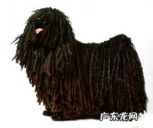 毛巾狗是啥狗？奥地利德牧犬详细介绍