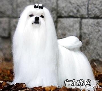 马耳他犬怎么养好?马尔他犬喂养