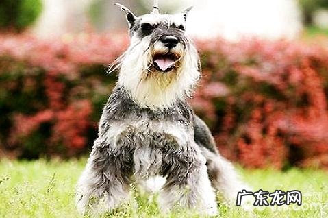 为什么说千万不要养雪纳瑞？别养雪纳瑞的原因