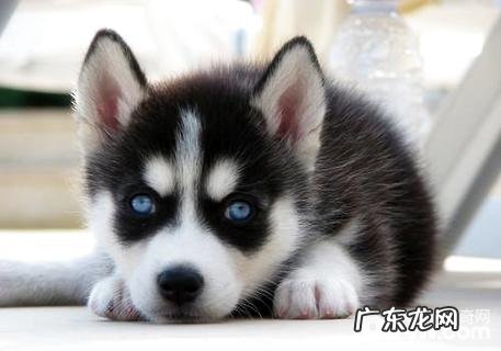 哈士奇幼犬怎么养?养哈士奇幼犬常见问题