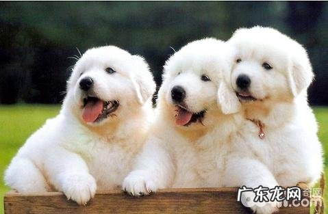 幼犬的肠胃很差,是什么原因导致的呢?