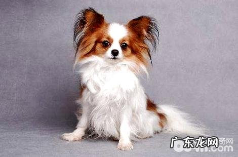 狗狗不同年龄阶段需求弥补哪些养分?