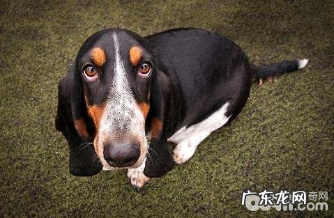 狗狗不同年龄阶段需求弥补哪些养分?