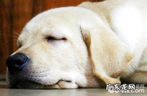 关于晚年犬,咱们该怎么喂食?