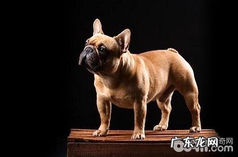 多少钱能买到纯种的法斗犬?