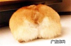 怎么样能让柯基犬改掉挑食的缺点？