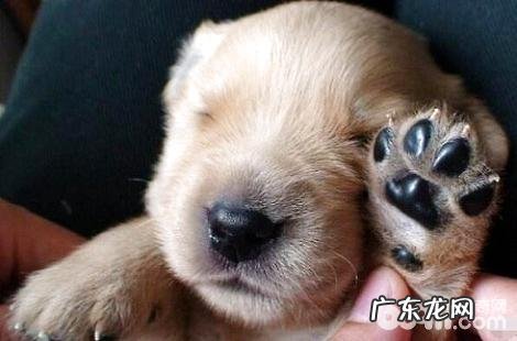 拉布拉多掉毛是不是特别凶猛？