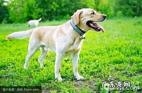 拉布拉多掉毛是不是特别凶猛？