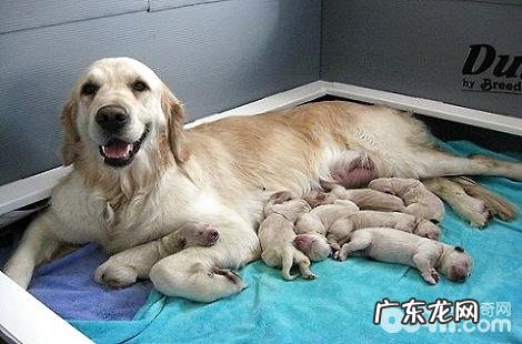 拉布拉多掉毛是不是特别凶猛？