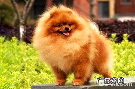 新手养博美犬，要怎样照料？