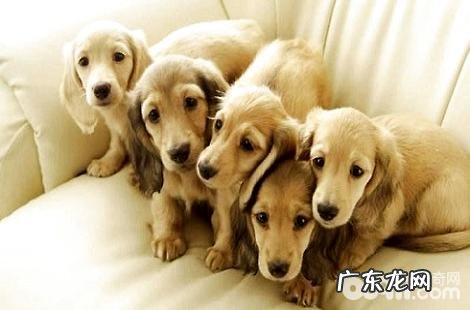 拉布拉多的口腔怎样护理?