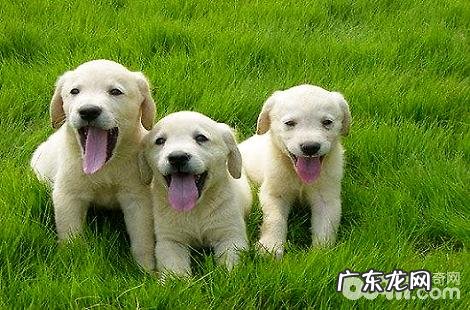 拉布拉多的口腔怎样护理?