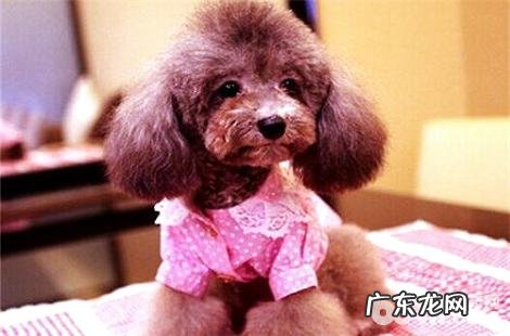 买贵宾犬该怎样去选择幼犬?