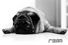 巴哥犬挑食，不吃狗粮怎么办？