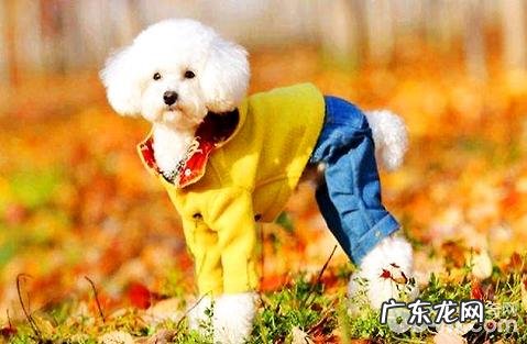 狗狗干燥无光泽、掉毛脱毛是什么原因？