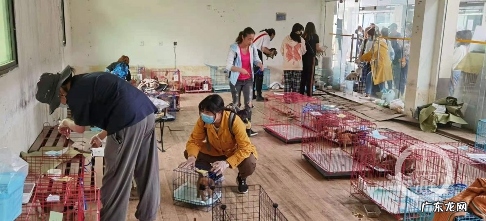 宠物盲盒涉事中通快递网点仍在派件，被指长期运送活体猫狗