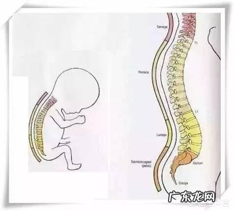 初ji减肥瑜伽简单实用招式
