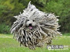 可蒙犬为何限养？可蒙犬详细介绍