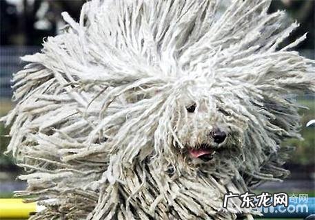 可蒙犬为何限养？可蒙犬详细介绍